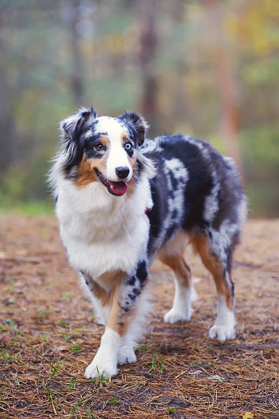 istock Blue merle Australian Shepherd dog staying and posing in forest 635812804