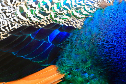 Feather. Peacock feather closeup. Peafowl feather.