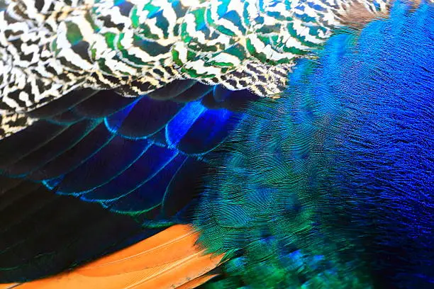 Photo of Exotic Blue, green and striped Background Texture, Peacock Bird's Feather