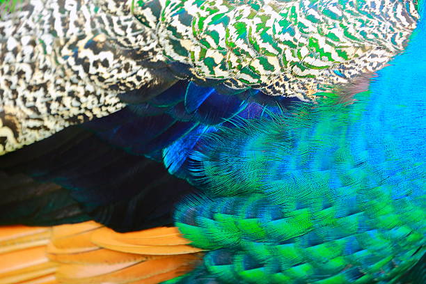 istock Exotic Blue, green and striped Background Texture, Peacock Bird's Feather 635815158