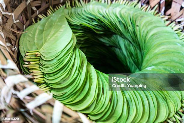 Betel Leaves Stock Photo - Download Image Now - Addiction, Areca, Areca Palm Tree