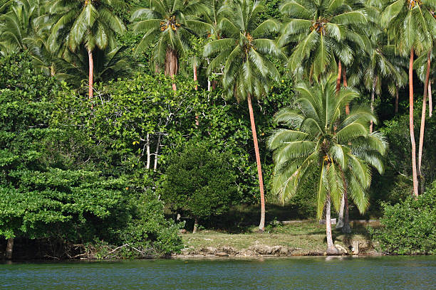 Malekula shore stock photo