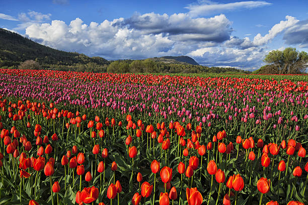 istock Bright and beautiful tulip fields in Valley 635815894