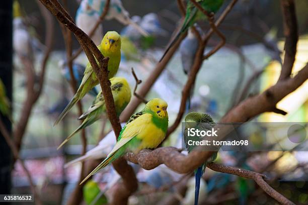 Budgies In A Tree Stockfoto en meer beelden van Achtergrond - Thema - Achtergrond - Thema, Australië, Beschrijvende kleur