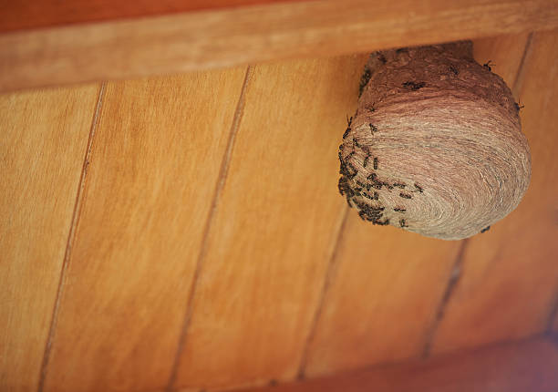 istock Colony of wasps building nest 635817368