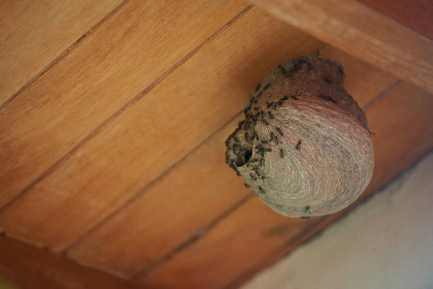 istock Danger nest of wasps 635817596