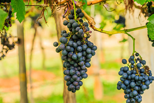 istock large bunches of red wine grapes hang from a vine, 635817888