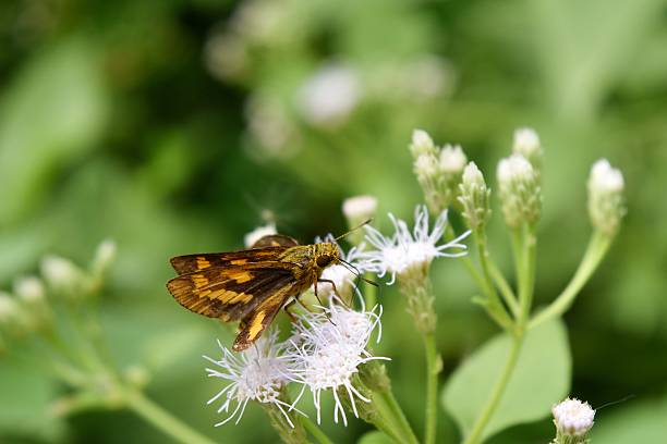 istock Brown butterfly with yellow stripes 635818668