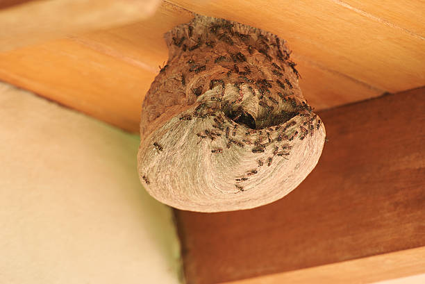 istock Wasps coming out from nest 635818938