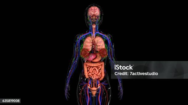 Anatomía Humana Foto de stock y más banco de imágenes de Abdomen - Abdomen, Anatomía, Arteria humana