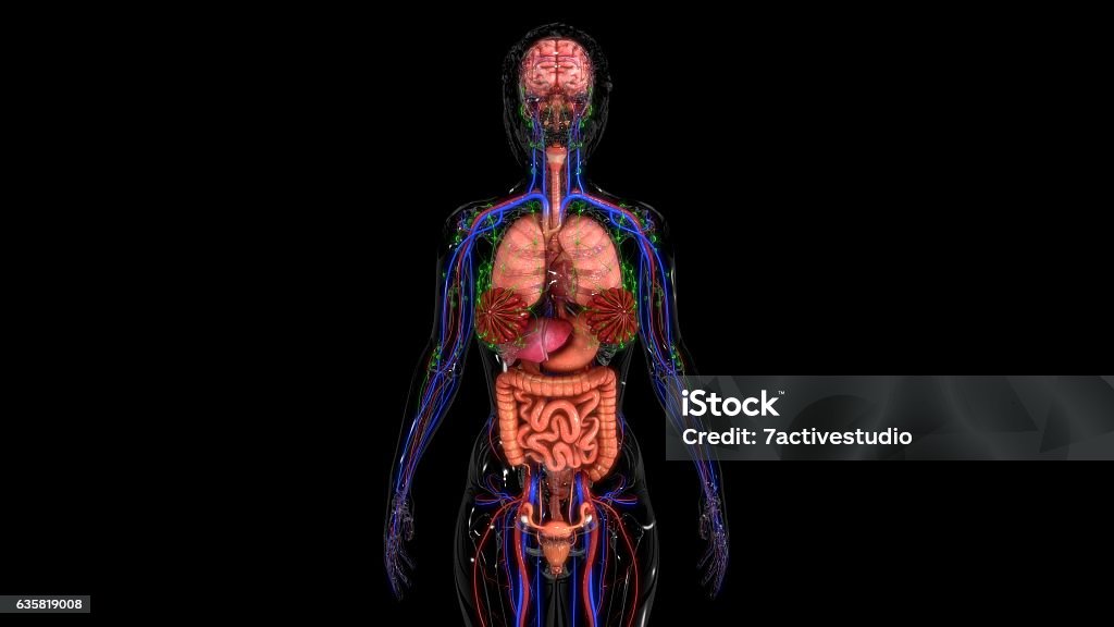 Anatomia humanos  - Foto de stock de Abdome royalty-free