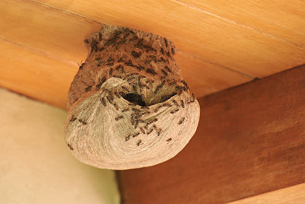 Wasps going in hile in nest