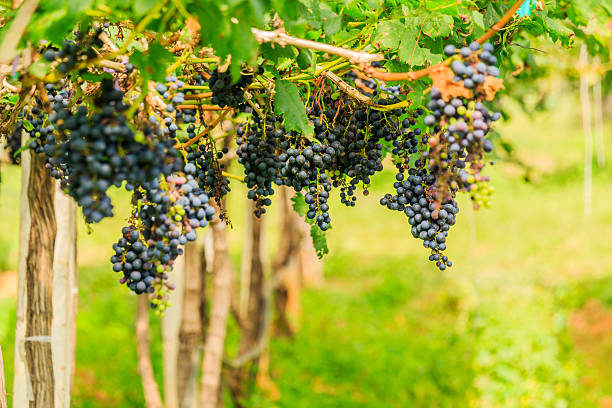 istock large bunches of red wine grapes hang from a vine, 635819962