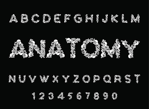 istock Anatomy font. Skeleton ABC. Letters Bones. Skull and spine. Jaw 635820488