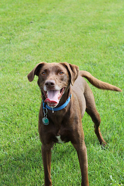 istock Happy Dog Playing In Park 635820850