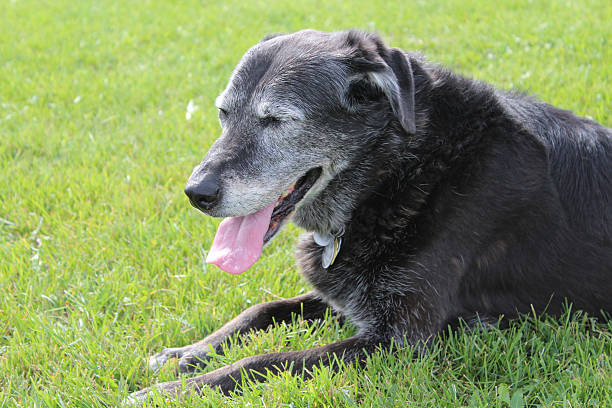 istock Senior Dog Taking a Quick Nap 635820888
