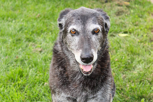 A happy senior dog