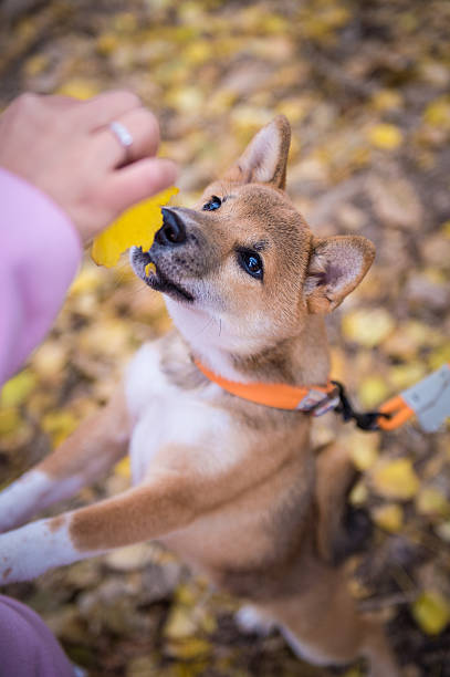 istock The cute shiba inu 635822192