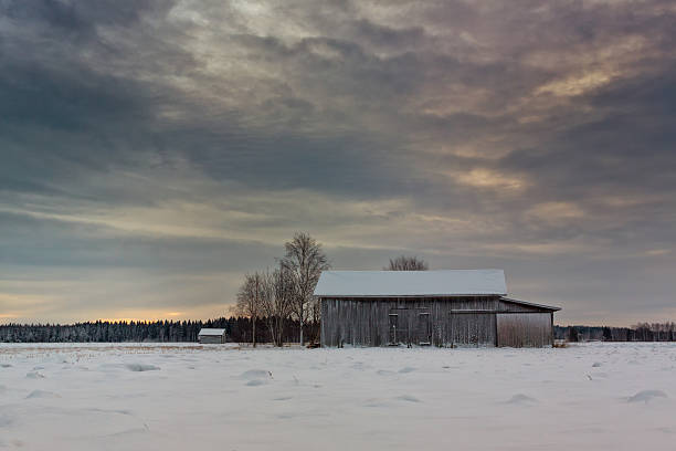 case da fienile sui campi innevati - winter finland agriculture barn foto e immagini stock