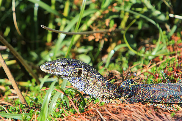 istock Nile monitor lizard in Moremi, Okavango Delta, Botswana 635822714