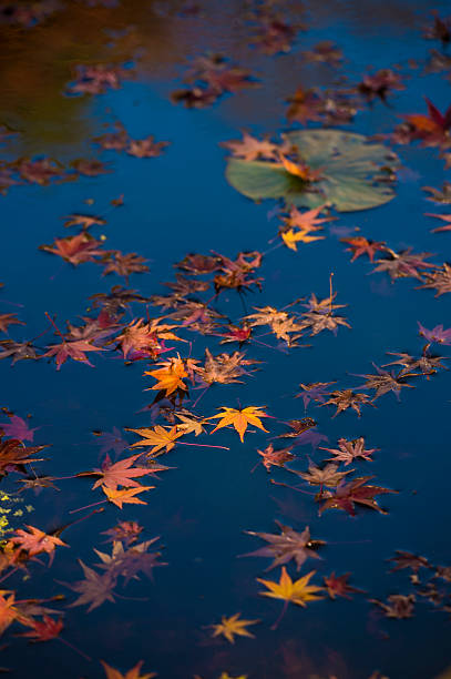 istock Autumn leaves on the water 635824428