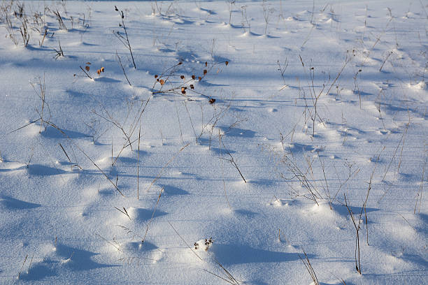 istock Dry grass on the snow. 635824796