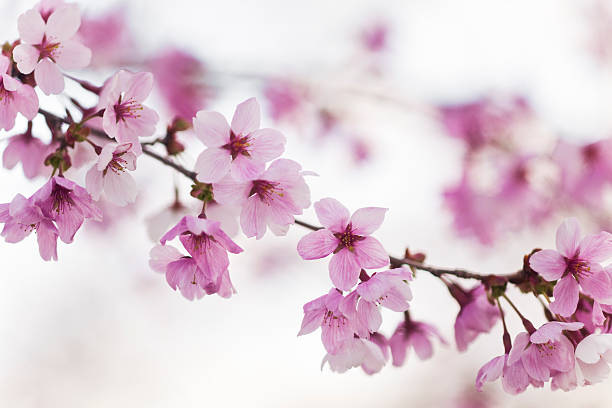 istock Close Up of Pink Cherry Blossom 635830140
