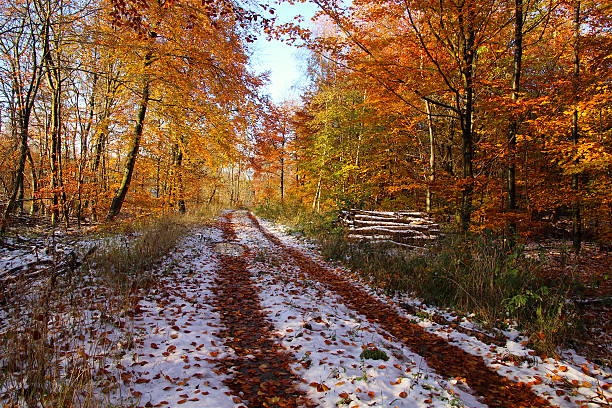 istock The road to the forest interior winter 635831430