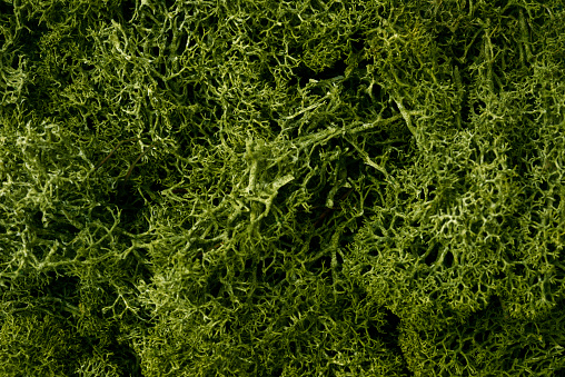 green moss on a white stone close-up, in the form of a pattern and texture