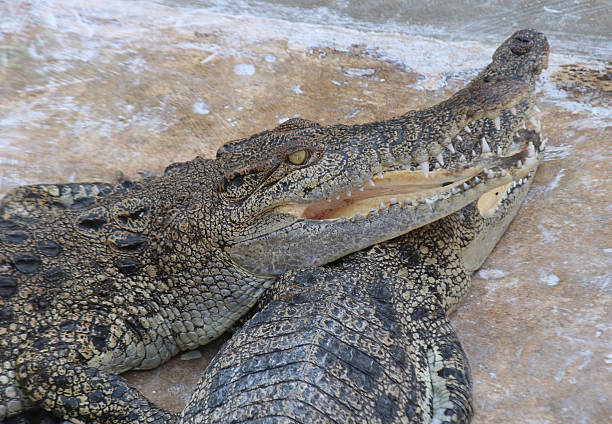 istock Crocodiles Resting In A Crocodiles Farm 635831794