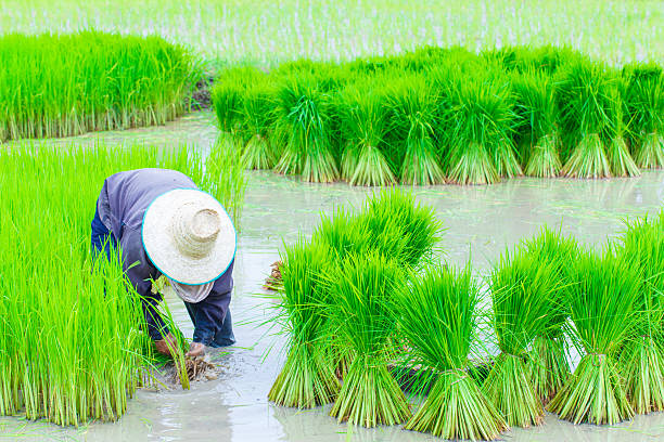 istock Thailand farmers rice planting working 635832364