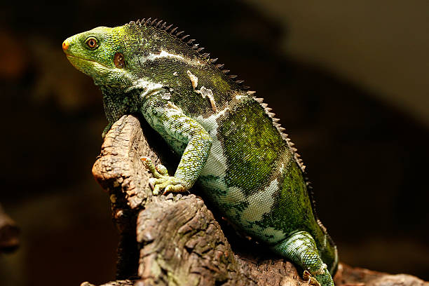 istock Fijian crested iguana (Brachylophus vitiensis) on Viti Levu Isla 635832796