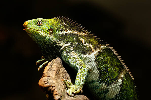 istock Fijian crested iguana (Brachylophus vitiensis) on Viti Levu Isla 635832862