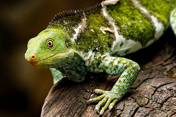 istock Fijian crested iguana (Brachylophus vitiensis) on Viti Levu Isla 635836316