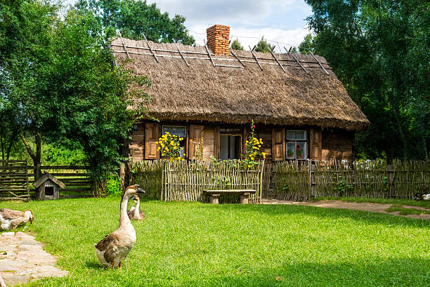 Sierpc, Poland - August 13, 2011:Summer scene with flock of geese and farm house with thatched roof, Sierpc, Poland 