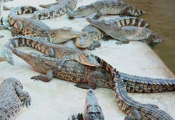 istock Large group of crocodiles 635836370