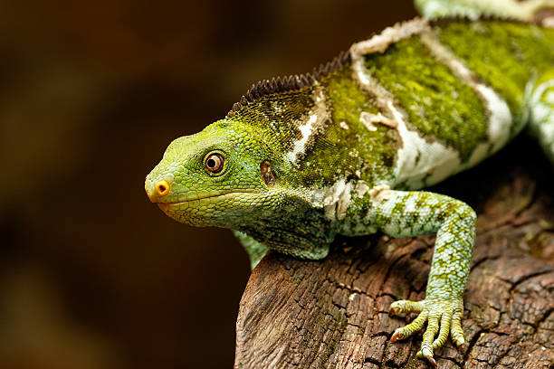 istock Fijian crested iguana (Brachylophus vitiensis) on Viti Levu Isla 635836478