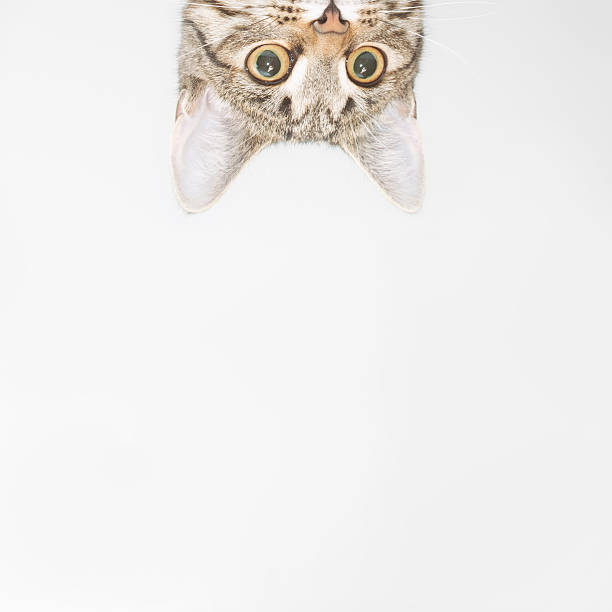 Curious cat face looking out over the edge Curious cat face looking out over the edge. Cute kitten portrait grey cat white paws stock pictures, royalty-free photos & images