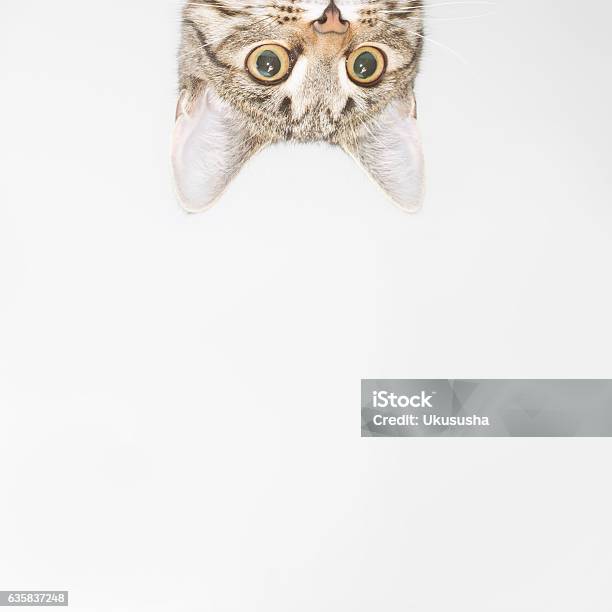 Curious Cat Face Looking Out Over The Edge Stock Photo - Download Image Now - Domestic Cat, Humor, Directly Below