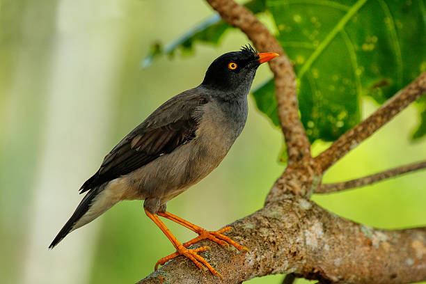 Jungle myna sitting on a tree on Taveuni Island, Fiji Jungle myna (Acridotheres fuscus) sitting on a tree on Taveuni Island, Fiji vanua levu island photos stock pictures, royalty-free photos & images