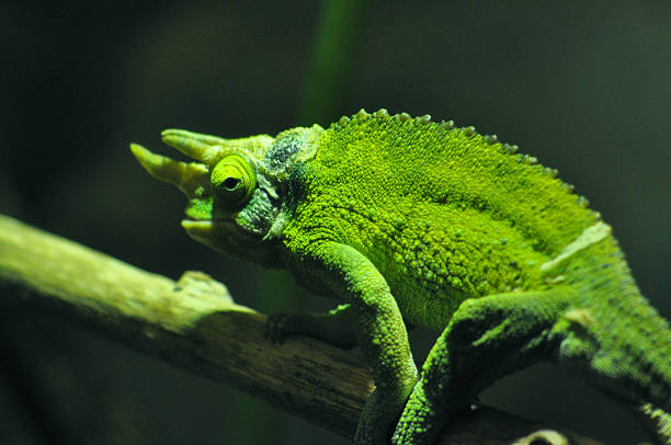 Chameleon Crawling over a Branch stock photo