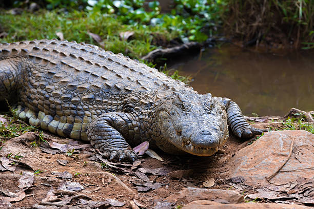 istock Madagascar Crocodile, Crocodylus niloticus 635838106