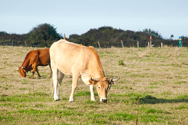 White cow on green farm field in Netherlands