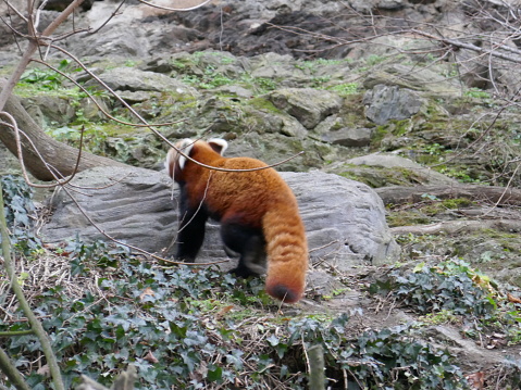 The red panda also called the lesser panda, the red bear-cat, and the red cat-bear, is a mammal native to the eastern Himalayas and southwestern China.