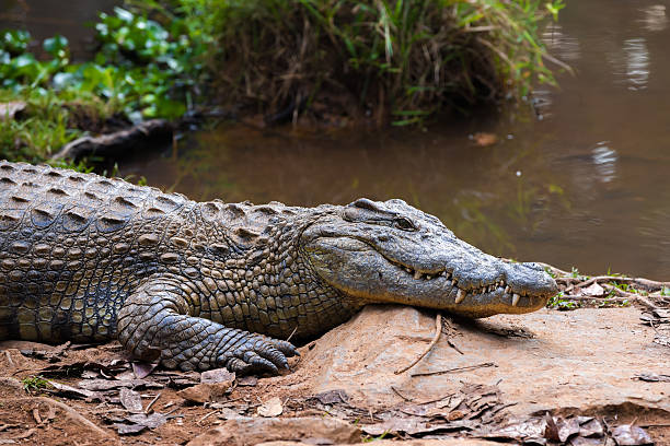 istock Madagascar Crocodile, Crocodylus niloticus 635839750