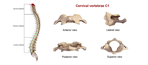 In vertebrates, cervical vertebrae (singular: vertebra) are the vertebrae of the neck, immediately below the skull.
