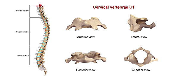 Cervical vertebrae C1 stock photo