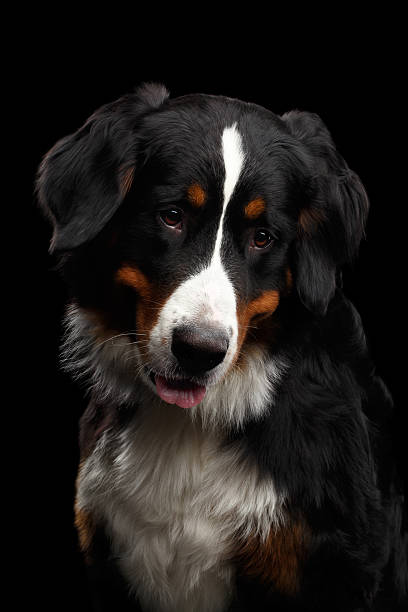 istock Close-up Bernese Mountain Dog panting in front of isolated 635839832