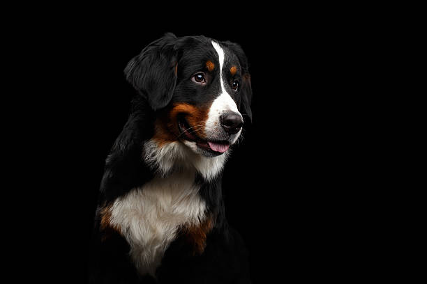 istock Close-up Bernese Mountain Dog panting in front of isolated 635839942