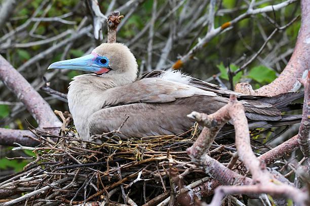istock Red-footed booby (Sula sula) sitting on a nest 635840002